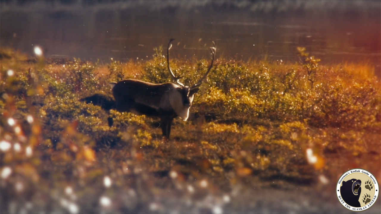 Kodiak Bear Hunting, kodiak, bear, hunting, kodiak bear hunting, Alaska , alaska Guide Servic, guide service for Hunts, Brown bear , brown bear hunt, Guided hunts, Moose hunt, Caribou hunt, Mountain Goats hunt, Fishing Salmon, fishing Halibut, Big Game, Hunter, alaskan legend, alaskan brown bear hunt, brown bear hunting alaska, Outdoor, Travel