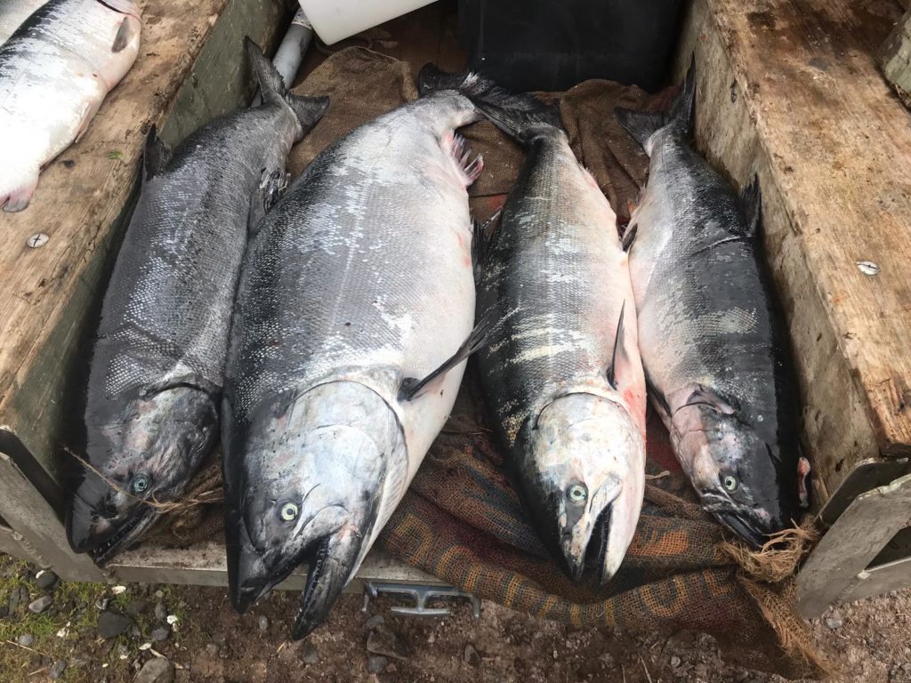 Fishing in Alaska on Kodiak with Mike Horstman mainly for pacific halibut and ocean bright pacific salmon